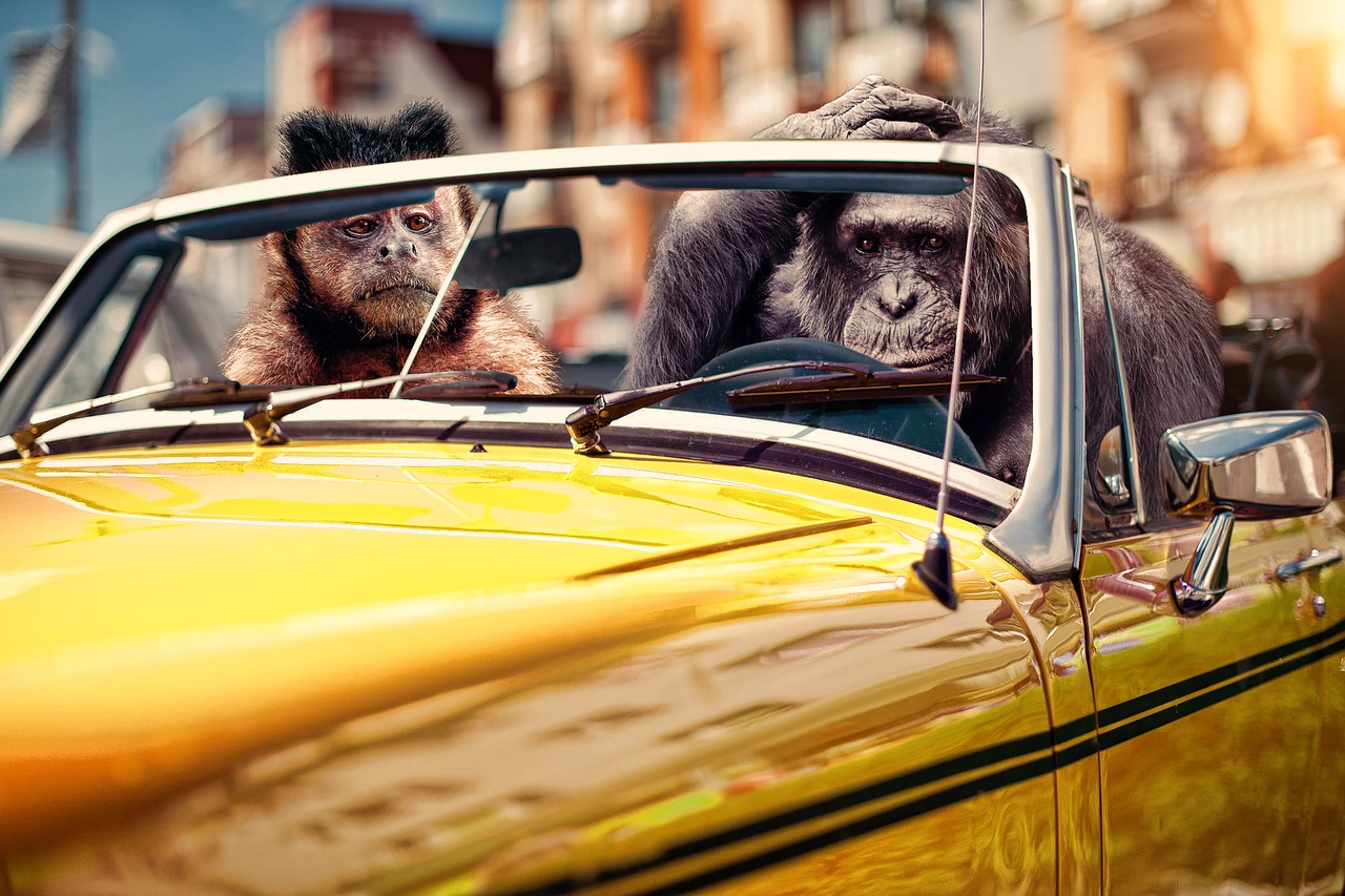 car, nature, monkeys